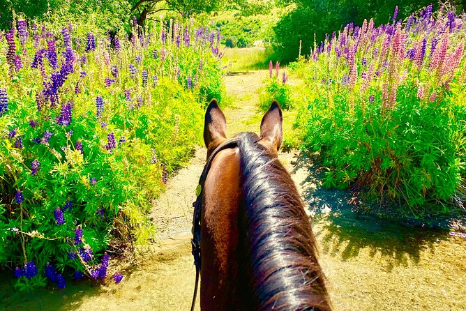 Cardrona High Country Pub Trail Horse Riding Trek (Intermediate+) - Who This Trek Fits Best