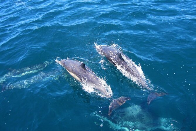 Ft Myers Beach 2 Hour Tiki Pub Fun in the Sun Dolphin Cruise - Wildlife spotting: dolphins and pelicans, with real expectations