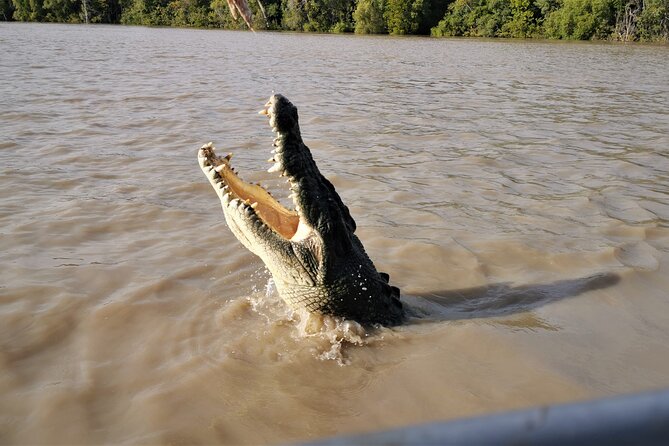 Jumping Croc Cruise, Berry Springs,Fogg Dam & Humpty Doo Pub - Timing and transport: why the 8:30 departure matters