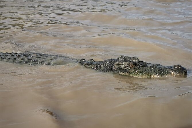 Jumping Croc Cruise, Berry Springs,Fogg Dam & Humpty Doo Pub - Practical tips before you go