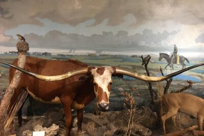 Private History Pub Tour through the Menger & Buckhorn Saloon - Buckhorn Saloon and the Texas Ranger Museum: why this stop is the heart of the tour